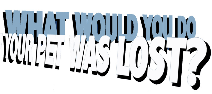 what would you do if your pet went missing?